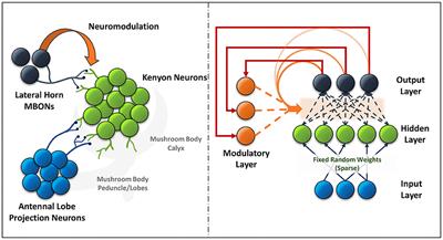 Exploring Neuromodulation for Dynamic Learning